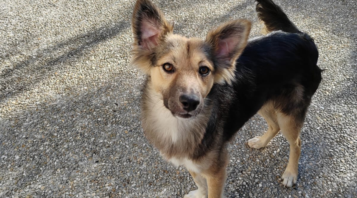 Chiens à adopter